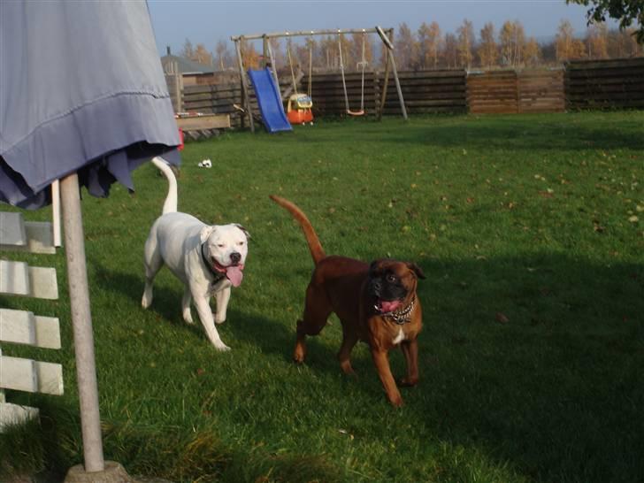 Boxer maisho billede 2