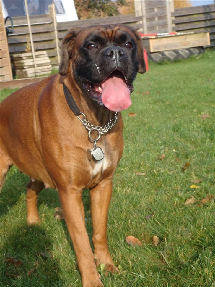 Boxer maisho billede 3