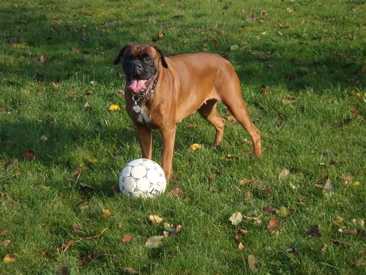 Boxer maisho billede 4
