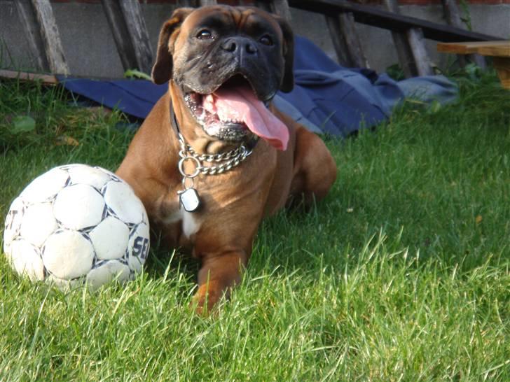 Boxer maisho billede 5