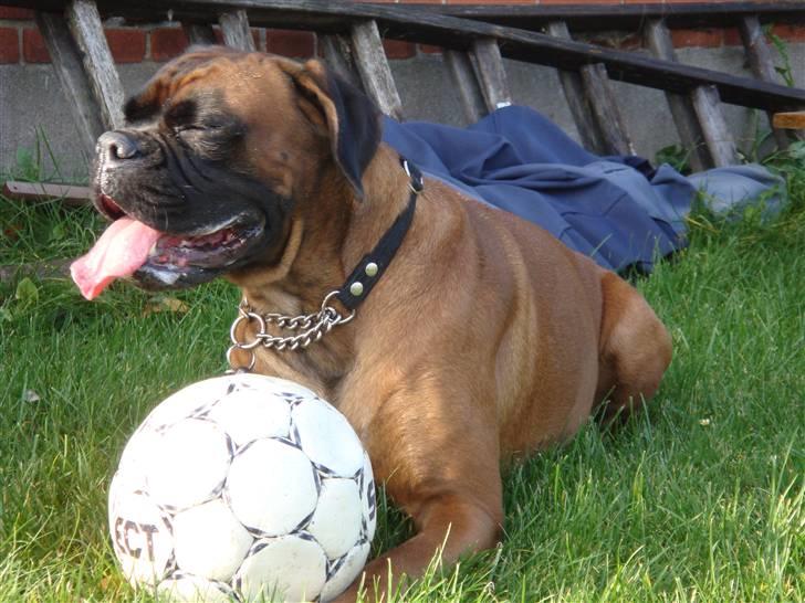 Boxer maisho billede 6