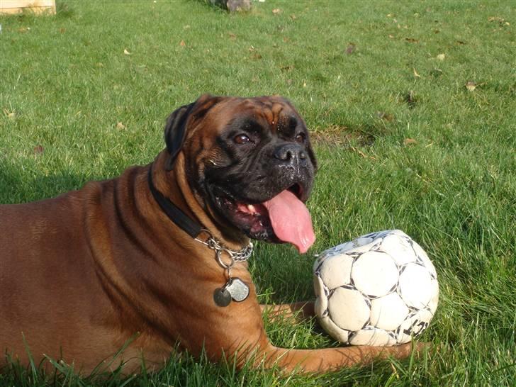 Boxer maisho billede 7