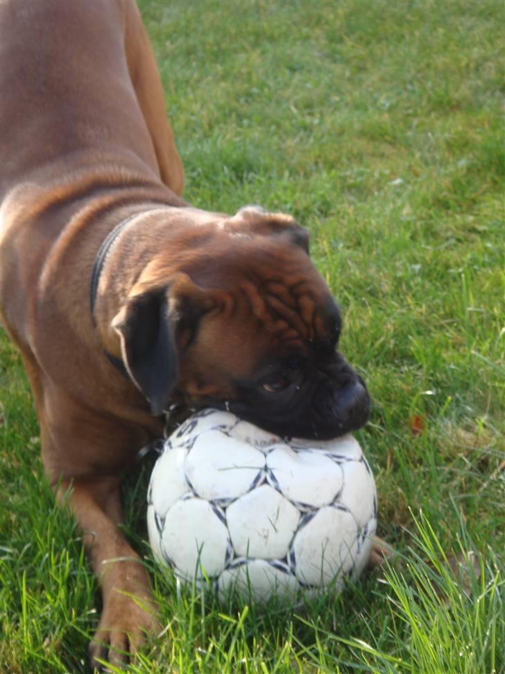 Boxer maisho billede 8