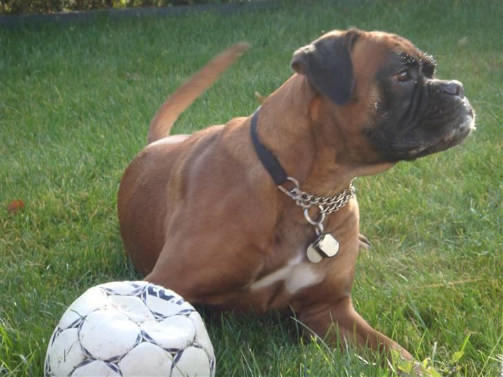 Boxer maisho billede 9