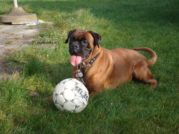 Boxer maisho billede 10