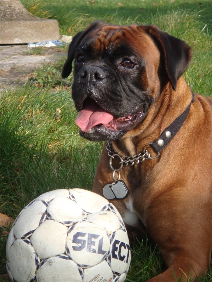 Boxer maisho billede 11