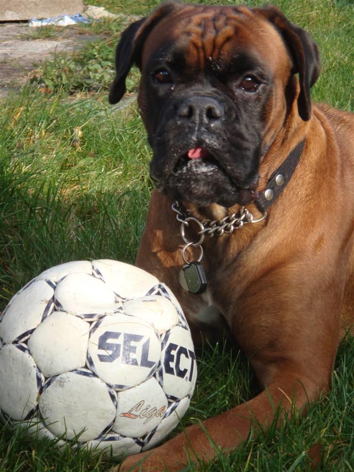 Boxer maisho billede 12