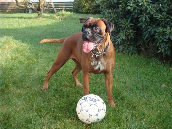 Boxer maisho billede 13