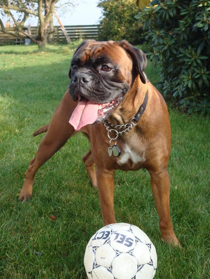 Boxer maisho billede 14