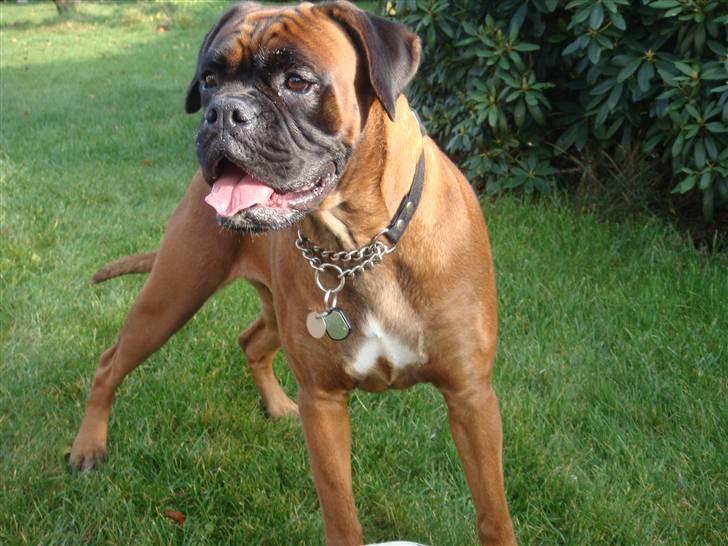 Boxer maisho billede 15