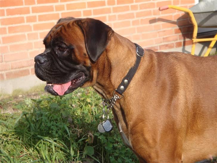 Boxer maisho billede 16