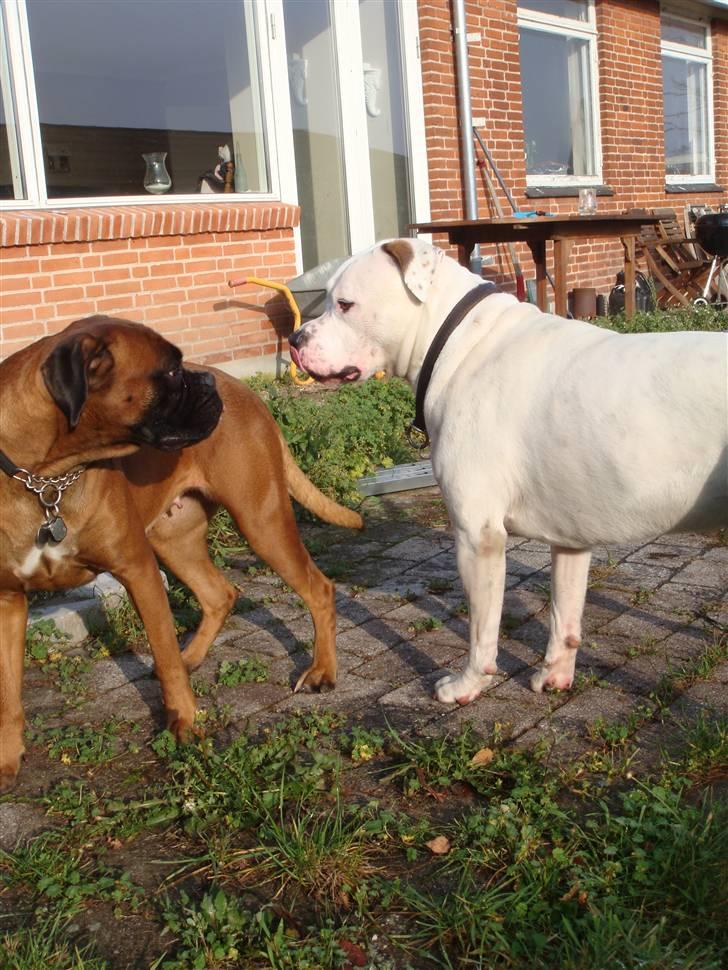 Boxer maisho billede 17