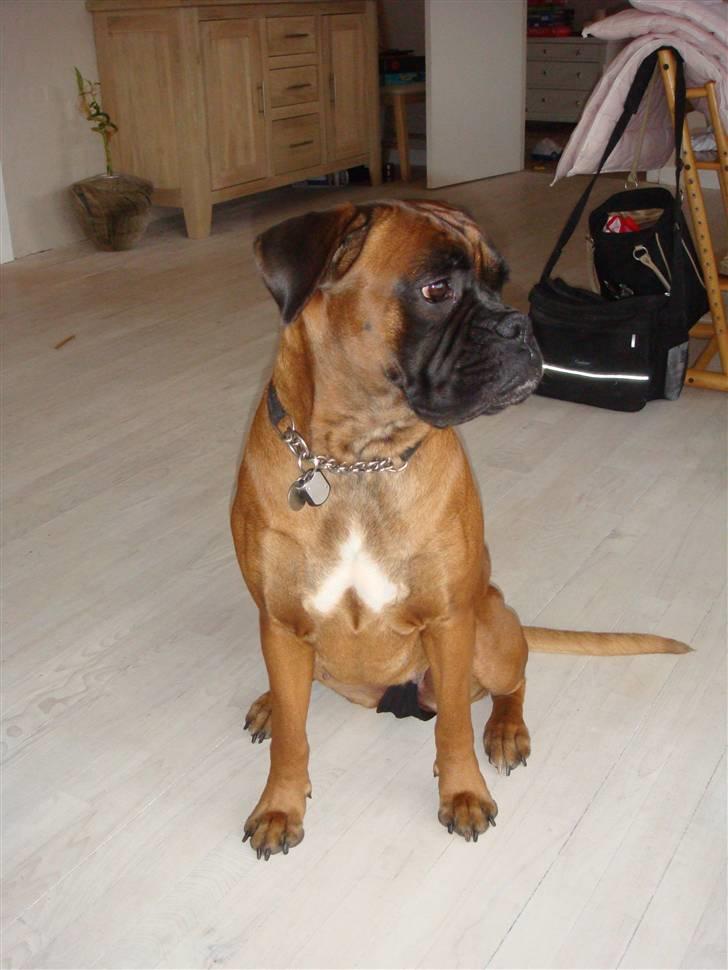 Boxer maisho billede 18