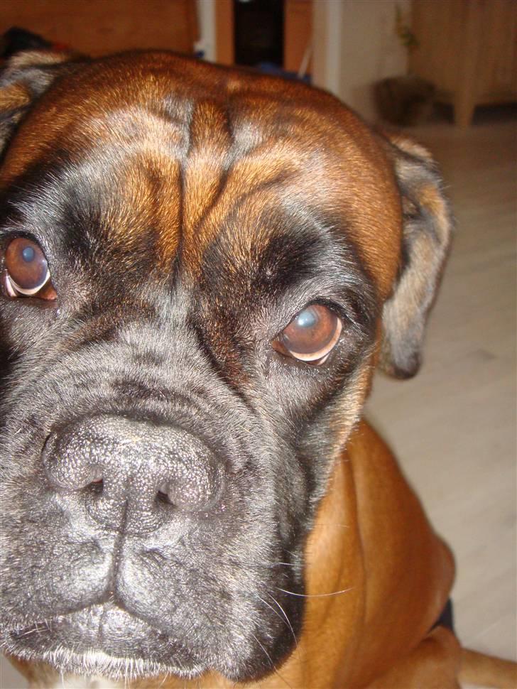 Boxer maisho billede 19