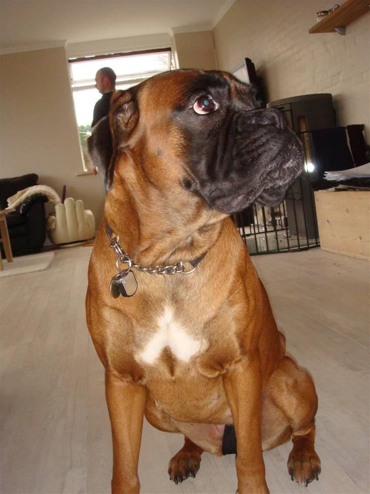 Boxer maisho billede 20