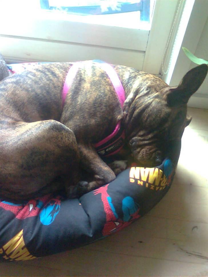 Blanding af racer Chili * Himmelhund* billede 18