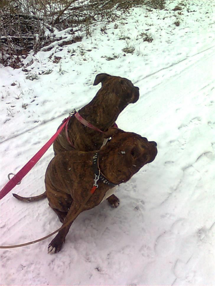 Blanding af racer Chili * Himmelhund* - Mig og min søster Dior :) billede 19