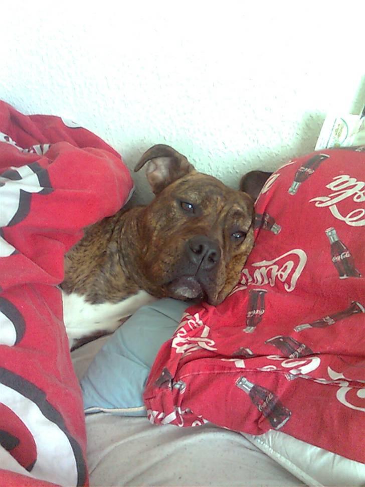 Blanding af racer Chili * Himmelhund* - Sov godt;) billede 20