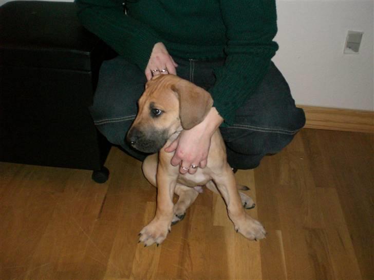 Grand danois Bufas - ja utroligt han har været så lille (: billede 1