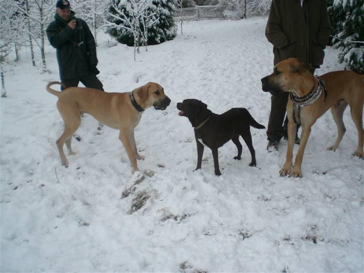 Grand danois Bufas - Bufas & Slaskus irretere en lab (: billede 2