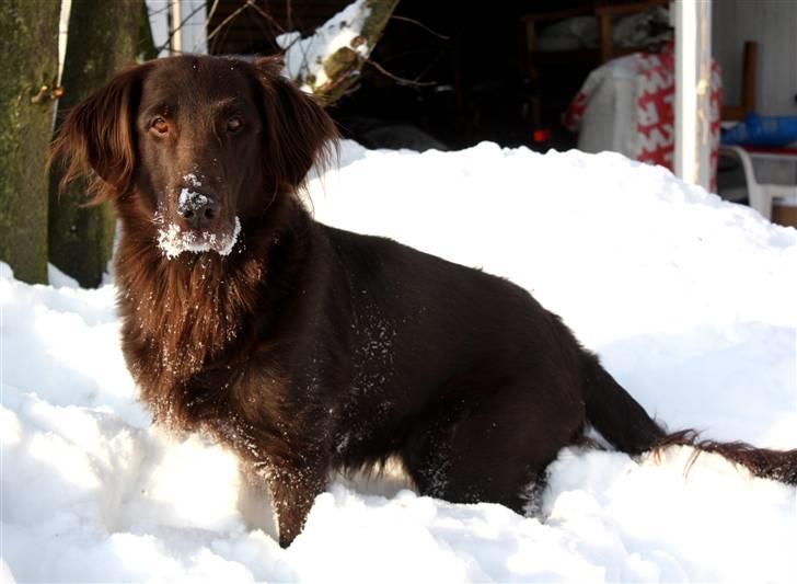 Flat coated retriever Bell Ani - Rest in peace billede 17