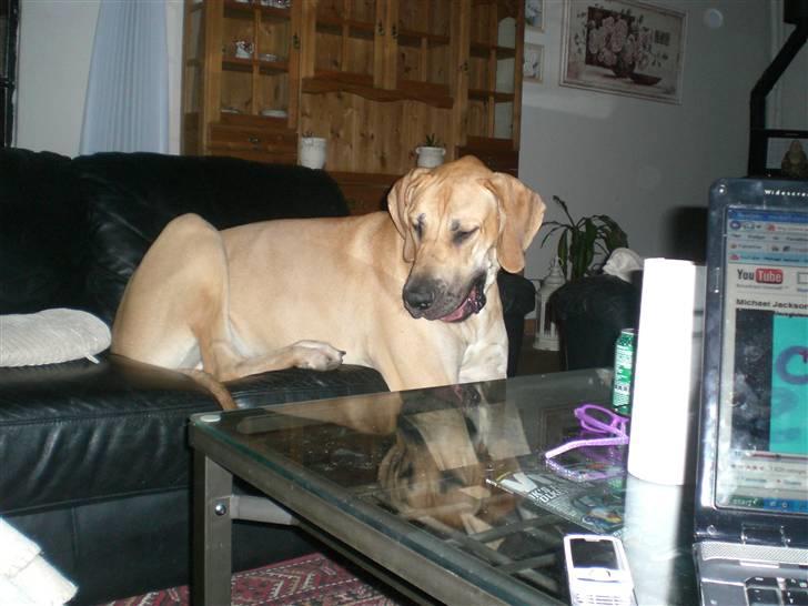 Grand danois Bufas billede 3