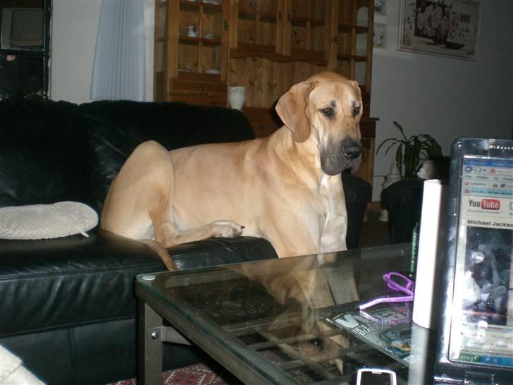 Grand danois Bufas billede 4