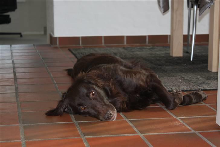 Flat coated retriever Bell Ani - Rest in peace billede 18