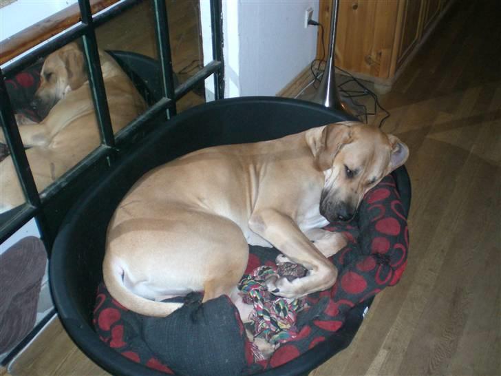 Grand danois Bufas billede 5