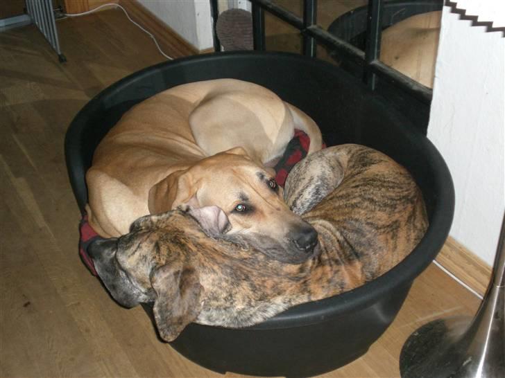 Grand danois Bufas - Selvom de har hver deres kurv, elsker de at putte sammen (: billede 6