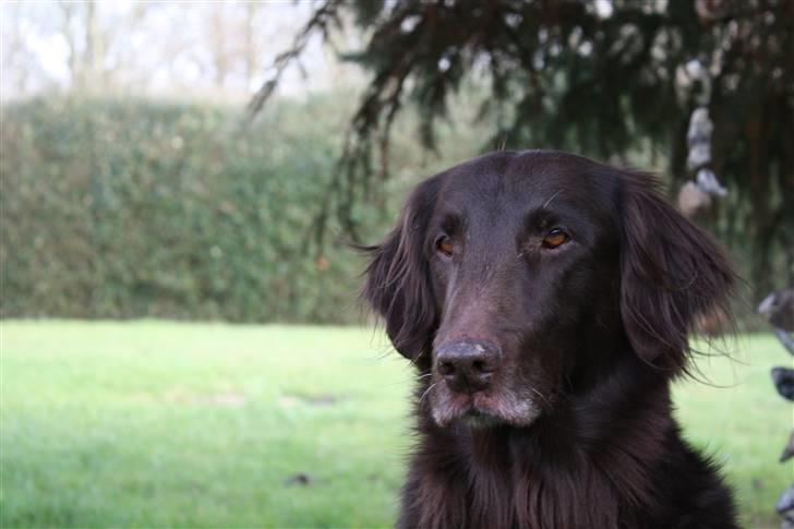 Flat coated retriever Bell Ani - Rest in peace billede 19