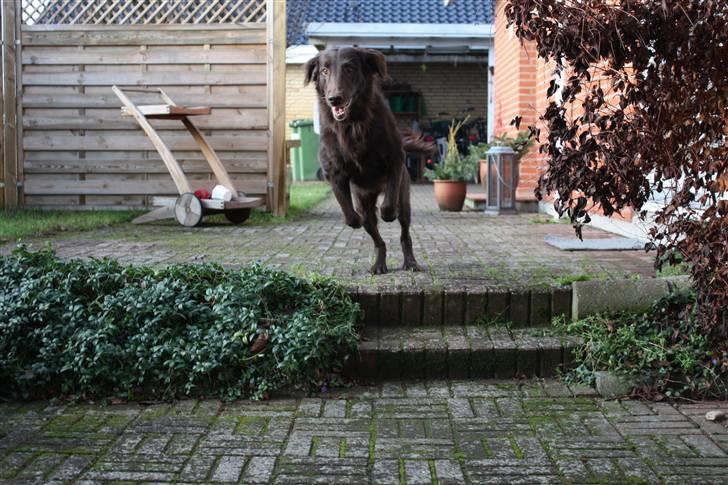 Flat coated retriever Bell Ani - Rest in peace billede 20