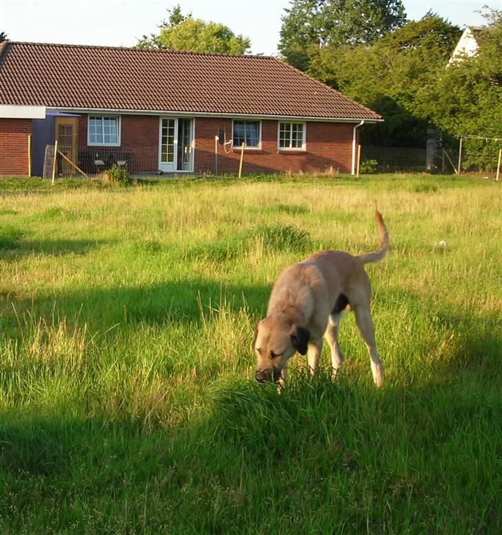 Blanding af racer Zelig billede 2