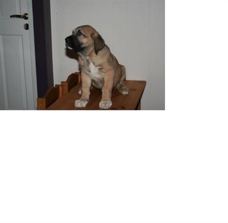 Blanding af racer Zelig - 8 uger billede 3