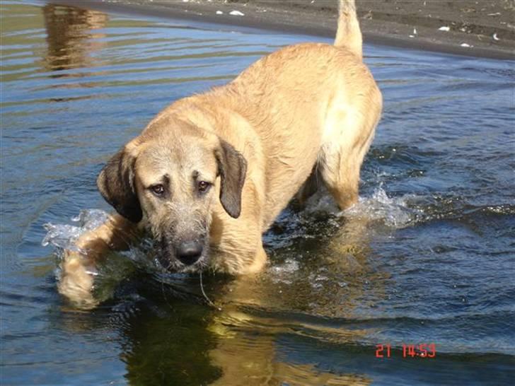 Blanding af racer Zelig billede 4