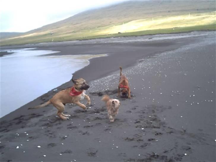 Blanding af racer Zelig - han elsker bare vand og at lege med andre hunde billede 5