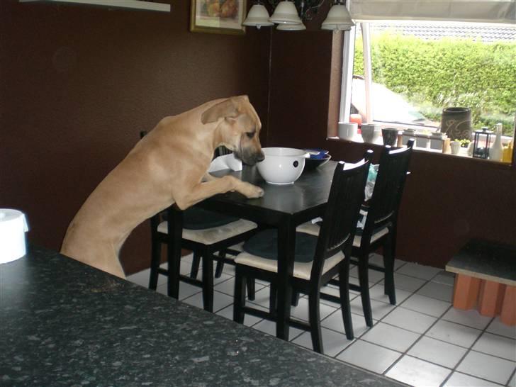 Grand danois Bufas billede 7