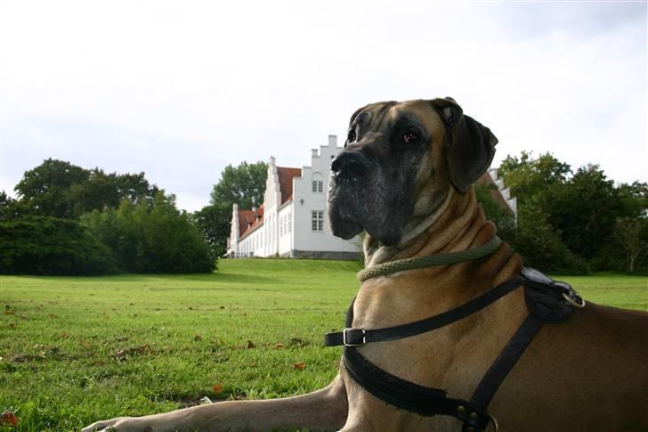 Grand danois Hugo billede 4