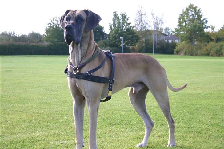 Grand danois Hugo billede 7