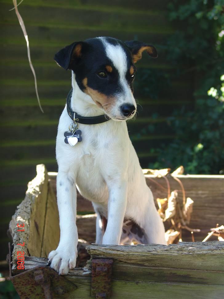 Dansk svensk gaardhund nuggi billede 1