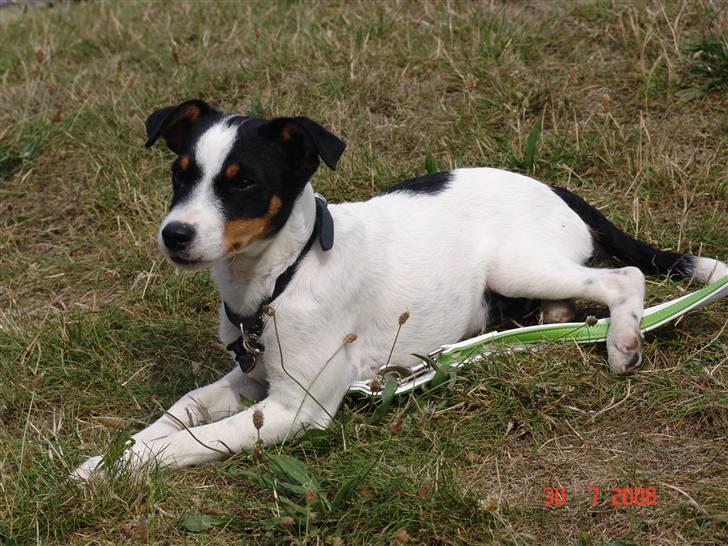 Dansk svensk gaardhund nuggi billede 2
