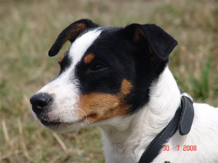 Dansk svensk gaardhund nuggi billede 3