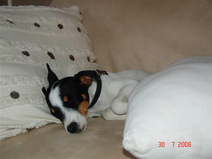 Dansk svensk gaardhund nuggi billede 4