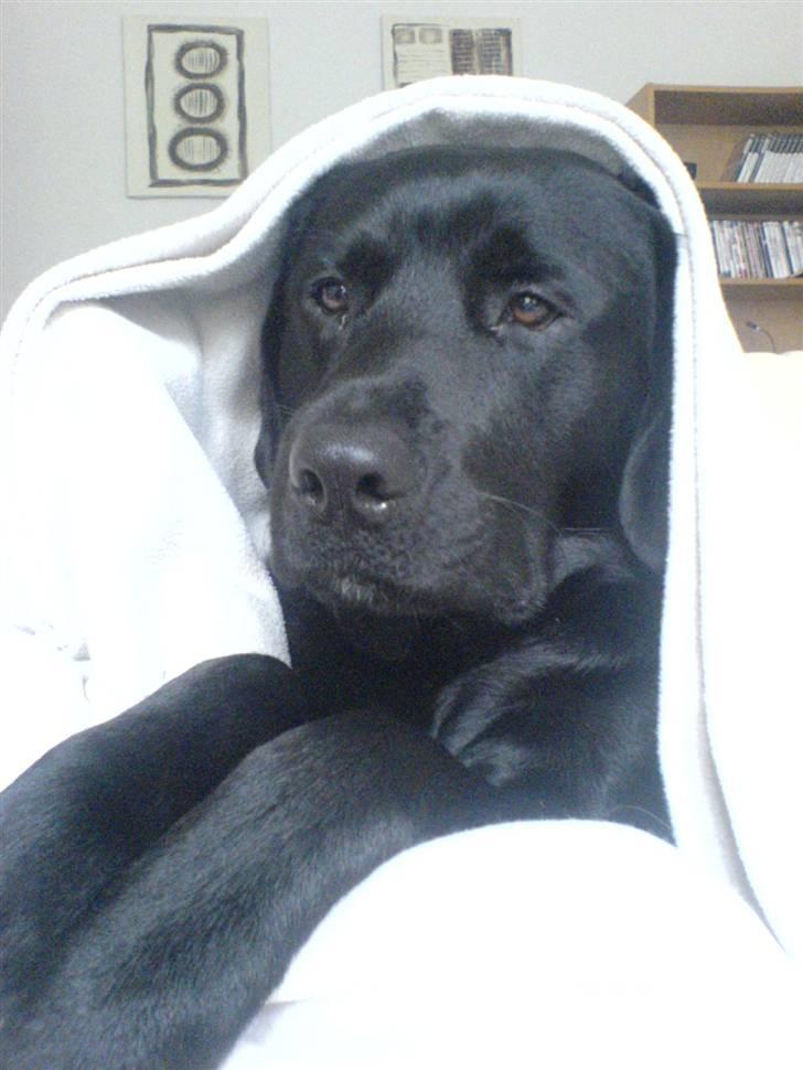 Labrador retriever Simba billede 7