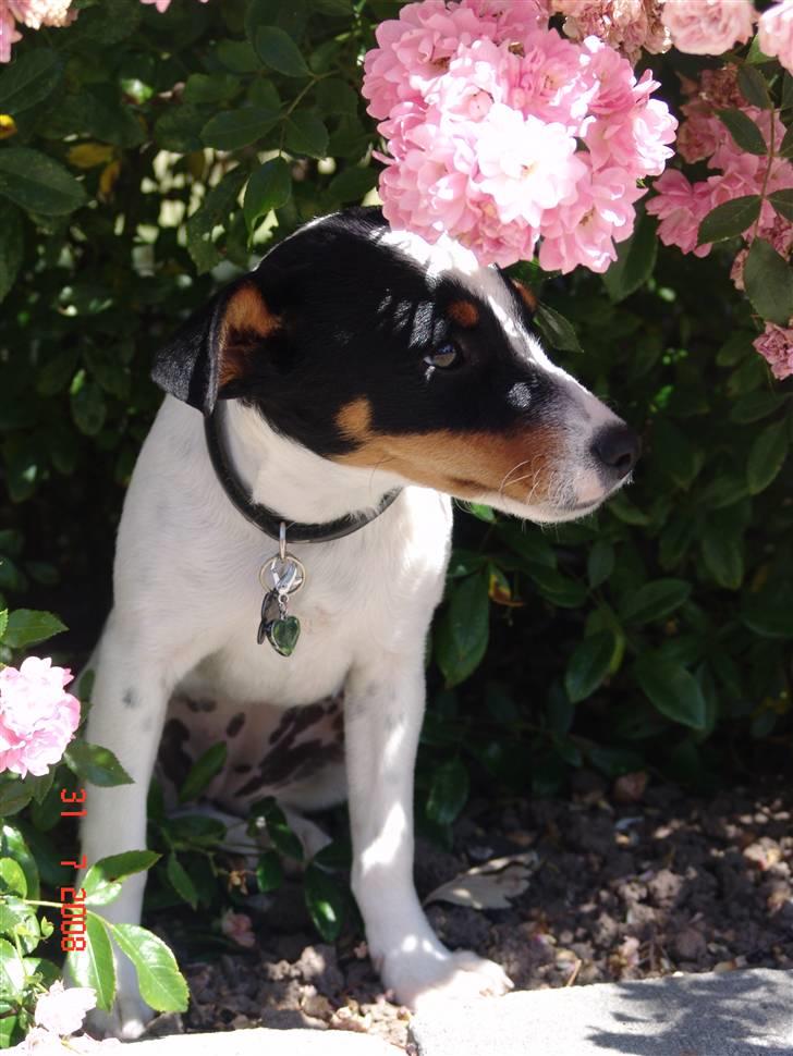 Dansk svensk gaardhund nuggi billede 5