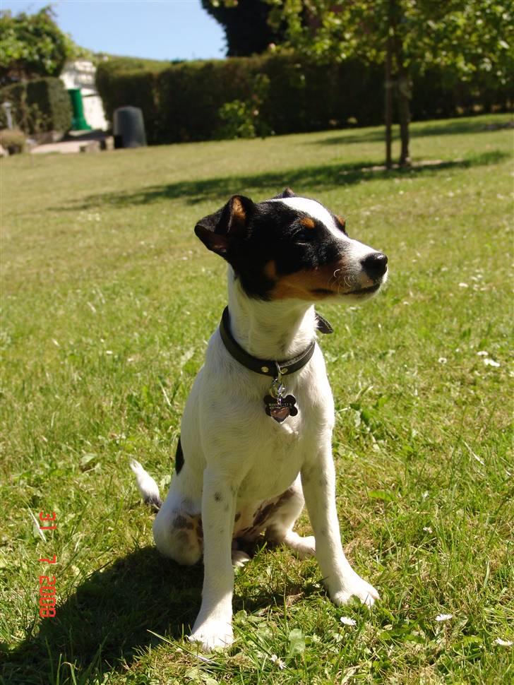 Dansk svensk gaardhund nuggi billede 6