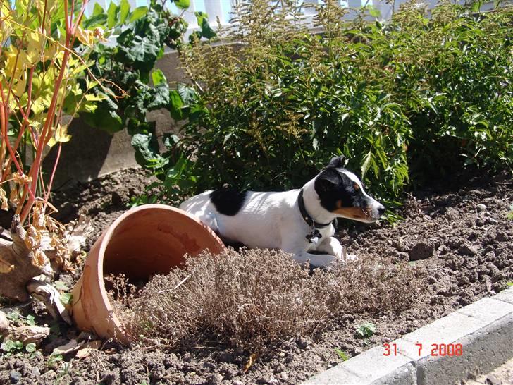 Dansk svensk gaardhund nuggi billede 7