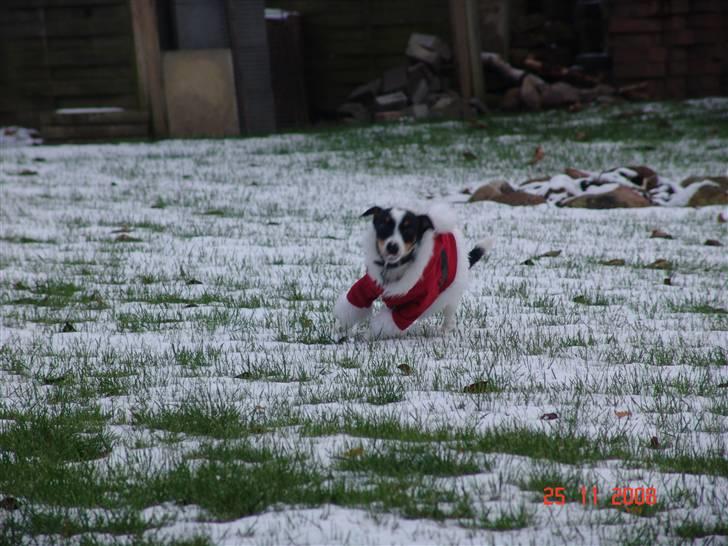 Dansk svensk gaardhund nuggi billede 8