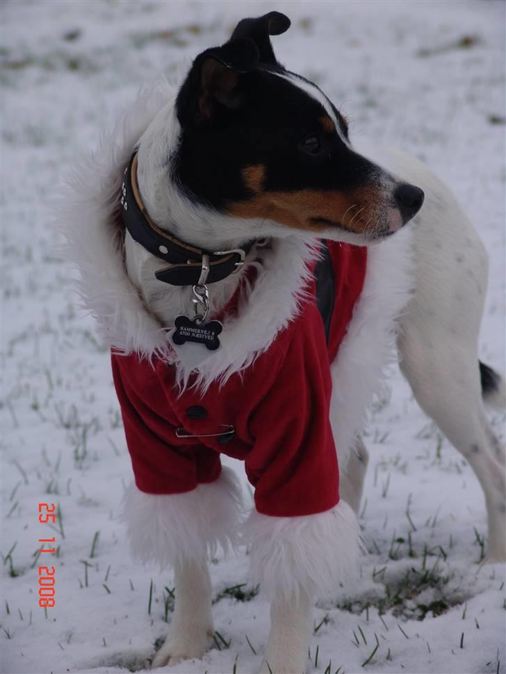 Dansk svensk gaardhund nuggi billede 9
