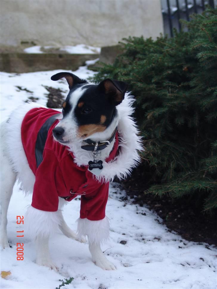 Dansk svensk gaardhund nuggi billede 10
